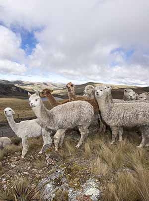 FONCREAGRO - Crianza de alpacas